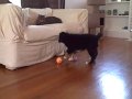 videos de Alice doesn't play fetch