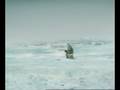 herefishyf_bcmn2cdl.mpeg