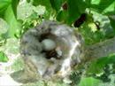 Humming bird nest April 2 2007 #1 Humming bird nest April 2 2007 #1