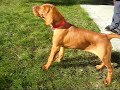 Adélka (kennel name Akcezal), female puppy of hungarian vizslaPhotos here: http://picasaweb.google.cz/sovasova.net/Adelka#Adélka (chovatelská stanice Akcezal), fenka maďarského ohařeFotky naleznete zde: http://picasaweb.google.cz/sovasova.net/Adelka#