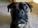Our dog wanting to go play Our dog wanting to go play