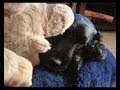 Cindy and the pig