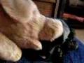Cindy and the pig