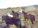 Horses Going Home, Galisteo River Horses Going Home, Galisteo River