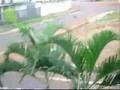 videos de Ladrão