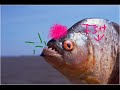 Dumb Song Music Video