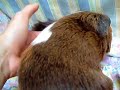 Puppy the Guinea Pig Gets to Know Baby Mouskin Better
