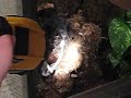Pulling P.Fasciata sac (dud) part 1