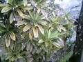 videos de conche clan