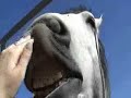 Big Horse Little Horse