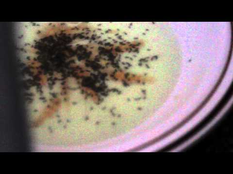 how to get rid fleas