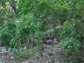 Sounds of Ranthambhore