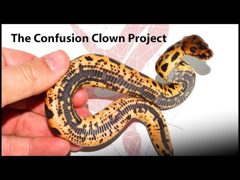 YouTube reptile video