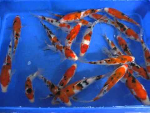 Madankoi high quality koi Sanke