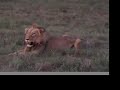 Lion\