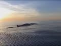 Finback Whales Pleasant Bay, Nova Scotia