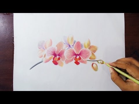 how to draw orchids