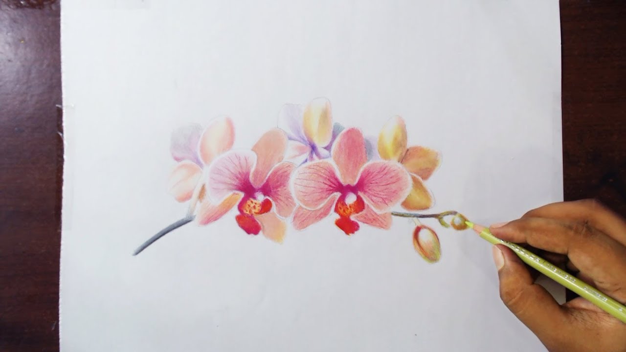 Orchids Flower Drawing Tutorial by fadil