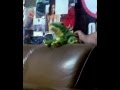 videos de clyde froooooog sings milk