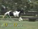 Dazzle Dance | Gypsy Vanner Stallion | Gypsymvp.com