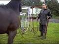 Level 2 online task - Send horse under hanging Tarp
