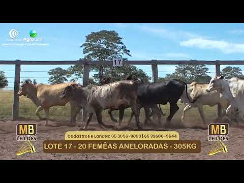 546� LEIL�O VIRTUAL MB LEIL�ES