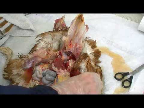 how to treat egg yolk peritonitis in chickens
