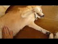 ????????????????? shiba inu
