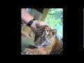 Thailand tigers and elephants