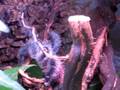 videos de Elfriede