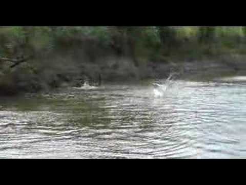 Wild Jumping Carp On Illinois River