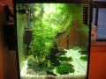20 gallons Sulawesi aquarium