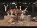 Animales en cautiverio