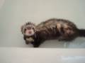 videos de My ferret during bathtime