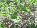 EatTheWeeds: Episode 73: Kudzu