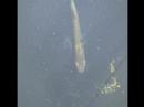 Minnows Minnows