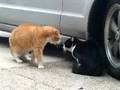 Senile Talking Cat!