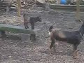 Our Goats