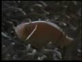 videos de Clownfish and Sea Anemone Partnership -- National Geographic.flv