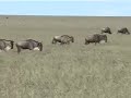 Migration Migration