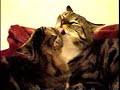 Cats Meet in the Red Room Cats Meet in the Red Room