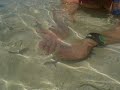 Hand feeding the fish at Plantation Island..24/10/2008