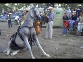 caballo bailador (san francisco del rincon)