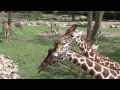 Blijdorp Giraffen HD :: Blijdorp Giraffen HD