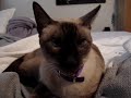 Ghost the Faux Cat - Simply Does Nothing At All