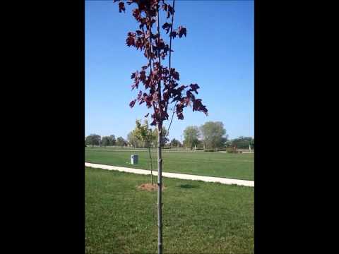 how to treat fungus on japanese maple