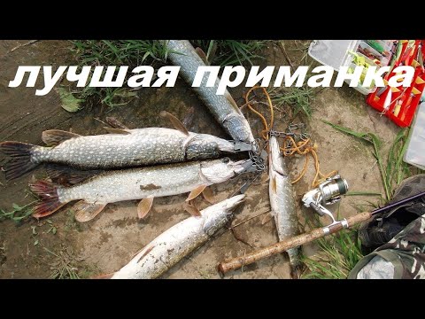 рыбалка на бомбарду на хищника рыбалка на бомбарду на хищника
