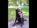 My dog Bobby gotta Boner Gif My dog Bobby gotta Boner Gif