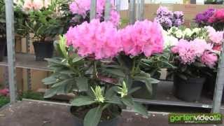 #1129 Rhododendron Hybride Constanze 