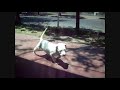 Cachorrita.wmv